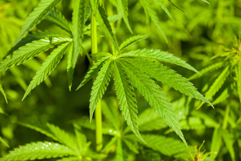 How Is Legal Marijuana Affecting California